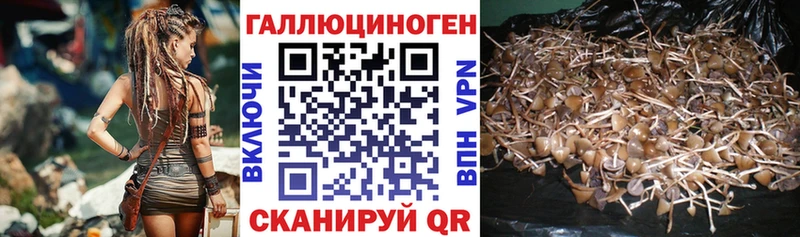 Галлюциногенные грибы Psilocybe Котельники